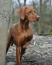 Red dog kennels was established in 1997. Vizla 3 Vizsla Dogs Vizsla Vizsla Puppies