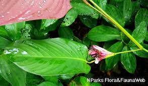 Image result for Marantochloa