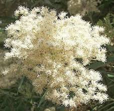 Image result for Cassipourea gummiflua