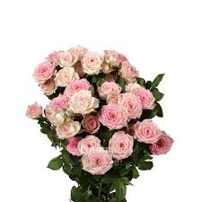 Double ended sprays sometimes referred to as casket sprays are often used to adorn a casket with great splendour. Creamy Twister Antique Pink And Cream Spray Rose Potomac Floral Wholesale