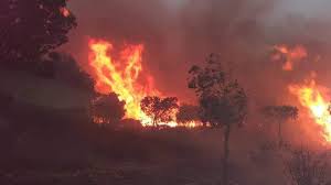 Une grande superficie d'herbes sèches a été réduite en cendre. Forets L Algerie Perd 34 000 Hectares Par Annee L Express Algerie