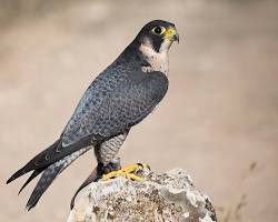Falcão-peregrino