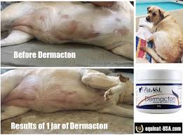 Dog Losing Hair On Belly The After Photo Is After Using One Jar Of The Cream About 1 1 2 Months Worth And I Dog Losing Hair Lost Hair Hair Loss Solutions