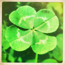 We did not find results for: 67 Four Leaf Clover Wallpapers On Wallpapersafari