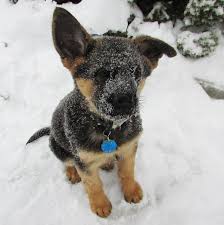 Will be available for sale in a couple of weeks. Dwarf German Shepherd Victim Of Cruel Breeding Industry Puppy Mills Barred From Love