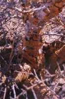 Image result for Acacia exuvialis