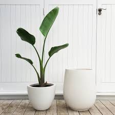 Bird Of Paradise Palm Care Simplicity This Plant Looks A Lot Like Our Boho Bird Of Paradise Plant That Can Be Found At Www Artipla Birds Of Paradise Plant Birds Of Paradise White Plants