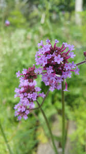 Image result for Verbena × teasii