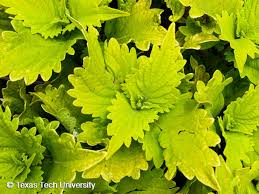 Image result for Coleus sylvestris
