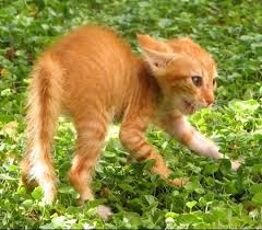 Chaton Effraye Photo Chat Chaton Cute Kittens