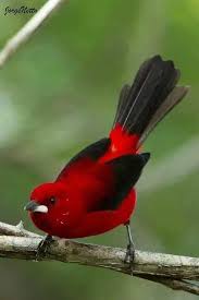 Black Bird With White Wing Tips And Tail This Petite Beautiful Red Bird With Black Tips Is Known As Vermilion Flycatcher Rb Beautiful Birds Birds Animals Beautiful