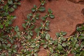 Image result for Alternanthera caracasana
