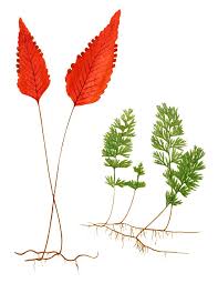 Image result for Hymenophyllum tunbridgense