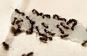 Just take a picture of an insect using an insect identifier and it will use the machine learning method to show you the taxonomy of insect. Pest Identification Common Insects And Pests Found In Md Dc And Va