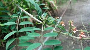 Image result for Indigofera adenoides