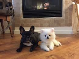 Explore 35 listings for french bulldog with blue eyes for sale at best prices. International Dog Day 30 Of Hong Kong S Most Pampered Dogs Tatler Hong Kong