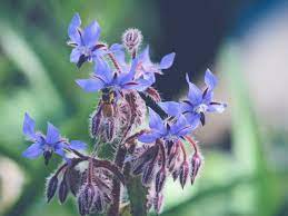 Furrow bees begin foraging as soon as spring arrives, while resin bees and leafcutter bees often become active in summer. 6 Plants To Attract Bees In Your Garden Realestate Com Au