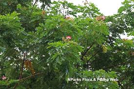 Image result for Samanea