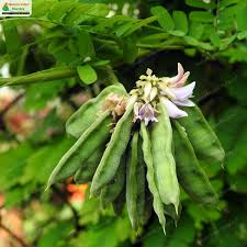 Image result for Abrus fruticulosus