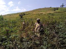 Production De Manioc En Republique Democratique Du Congo Wikipedia