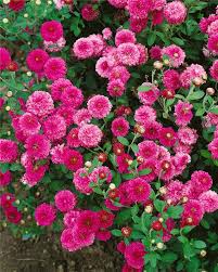 Chrysanthemum Santini, Santini-Chrysantheme - Baumschule Ley