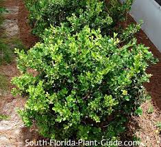 See more ideas about preserved boxwood, boxwood, boxwood wreath. Japanese Boxwood