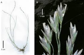 Image result for Poa schimperiana