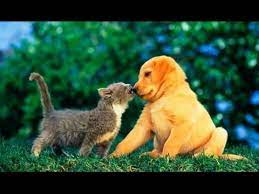 Shop for puppies and kittens pictures at walmart.com. Puppies And Kittens Best Friends Compilation Youtube