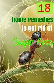 Find deals on products in pest control on amazon. 18 Easy Home Remedies To Get Rid Of Sugar Ants