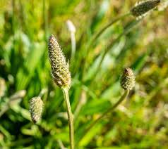 Image result for Echinochloa frumentacea