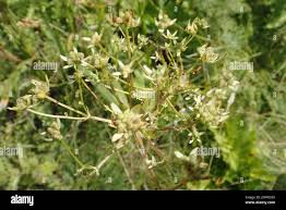 Image result for Alepidea amatymbica