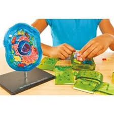 Maybe you would like to learn more about one of these? Plant Cell Vs Animal Cell Essay