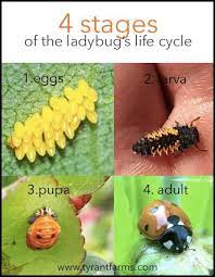 What Do Ladybug Larvae Look Like What Do Ladybugs Look Like At Each Stage In Their Life Cycle Here S A Great Ladybug Larvae Garden Insects Ladybug Life Cycle