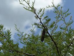 Image result for Acacia hebeclada