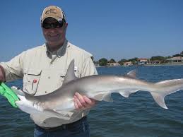 Fishingbooker.com has been visited by 10k+ users in the past month Tampa Bay Shark Picture Of The Fish Hunter Fishing Charters St Petersburg Tripadvisor