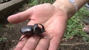 Elytra are reddish brown with a glazed appearance, while head and pronotum are slightly darker. Rhinoceros Beetle Oryctes Nasicornis Youtube