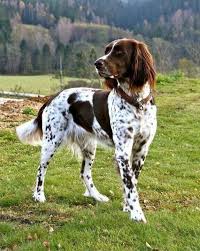 All About The Sporty German Shorthaired Pointer Puppy Germanshorthairedpointers Gsppuppy Germansh German Longhaired Pointer Dogs German Shorthaired Pointer