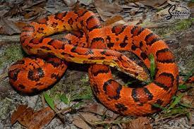 Pantherophis Guttatus Okeetee Corn Snake Pet Snake Snake