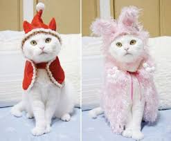 Feline Fashions A Real Cat In A Hat And Worse Cat Clothes Cat Sweater Pets Pet Day