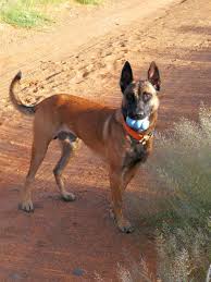 pin van thea dora op blaze my malinois mechelse herder herder