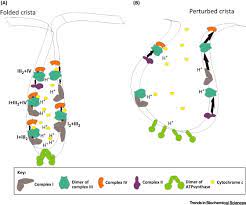 Check spelling or type a new query. Mitochondrial Cristae Where Beauty Meets Functionality Trends In Biochemical Sciences