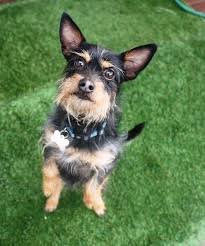 We did not find results for: Arizona Small Dog Rescue Https Phoenix Craigslist Org Nph Pet D Phoenix Arizona Small Dog Rescue 6853804466 Html Facebook