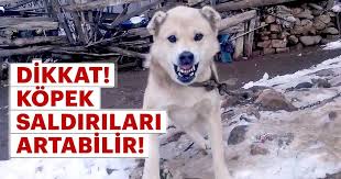 Son Dakika Dikkat Kopek Saldirilari Artabilir Tedbir Alinmazsa Cok Kotu Son Dakika Haberler
