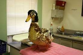 How To Care For And Treat A Sick Duck Raising Ducks