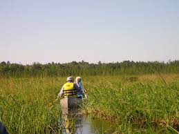 It was adopted as the official state grain in 1977. Wild Times For Wild Rice Science Buzz