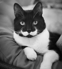esi benzeri olmayan kediler 2 radikal hayat cok sirin hayvanlar kediler ve yavrulari cute kittens