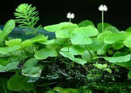 Image result for Hydrocotyle mannii