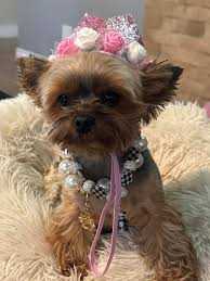 Love ❤️ Of Yorkies 🐾