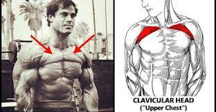 The major muscles of the abdomen include the rectus abdominis, the external obliques, and the lat. Pin On Workout Board