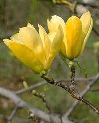 Welcome To Sherwood S Forest Nursery And Garden Center Tulip Magnolia Beautiful Flowers Magnolia Flower